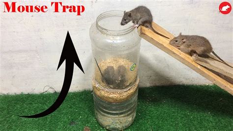 mouse trap safety